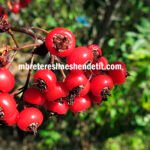 Forca e Bimëve Shqiptare për Shëndetin e Zemrës