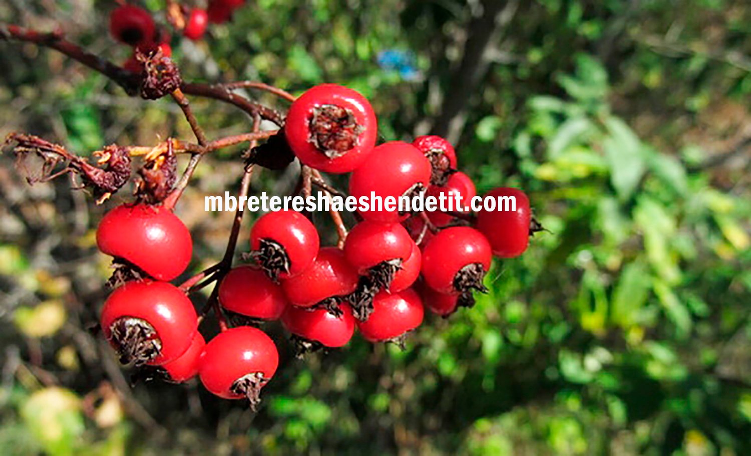 Forca e Bimëve Shqiptare për Shëndetin e Zemrës